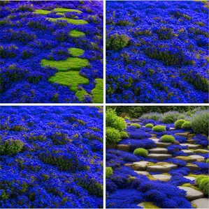 1000pcs Creeping Thyme Seeds – Non-GMO Heirloom Perennial Ground Cover Plants – Low Maintenance, Aromatic Flower Seeds for Planting – Ideal for Lawns, Gardens, and Borders – Drought-Tolerant, Long-Blooming Landscape Solution