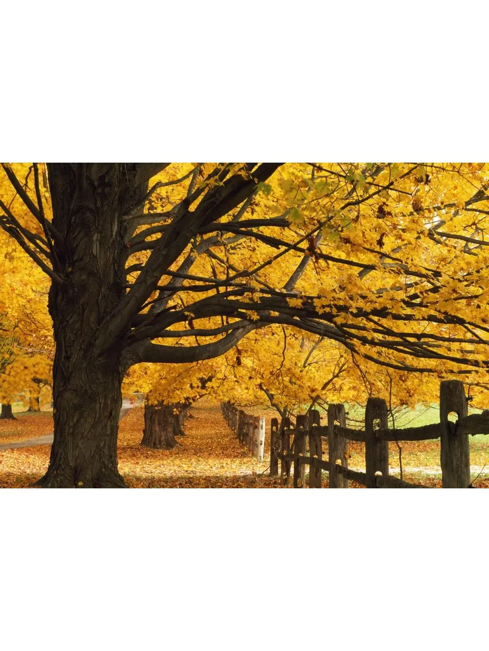 212 MAIN Autumn Trees Poster Print - 36x24 in Large Home Decor Wall Art, Home Supplies Item, Ideal Gift