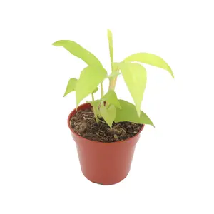 Philodendron Lemon Lime Plant 4" - from California Tropicals