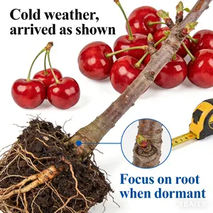 Farm Fresh Cherries  Naturally Sweet & Delicious”