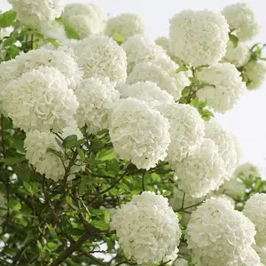 200+ Premium White Hydrangea Tree Seeds – Gorgeous, Large-Flowering Ornamental Shrubs for Your Garden