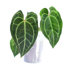 Anthurium Amazon King stripes 'Inverse crossing'