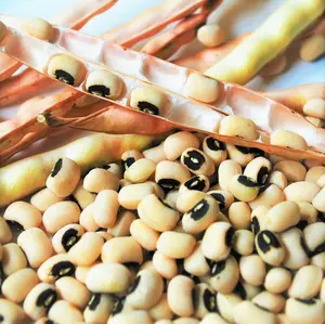 TomorrowSeeds - Black Eyed Pea Seeds -  California Blackeye No.5 Cowpea Non GMO USA Vegetable Cow Pea Field Crowder Beans Seed For 2024