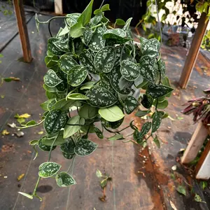 Satin Pothos Picta 6 in pot  plant indoor