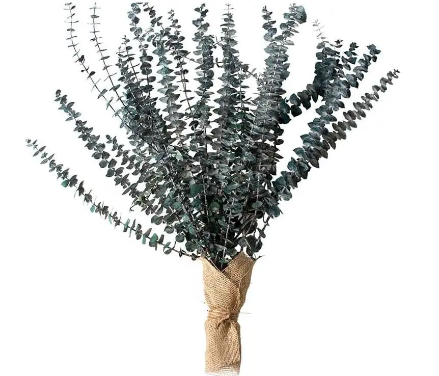 Preserved Eucalyptus Bouquets, 100% Real & Natural Green, Large Appx. 6 - 8 Branches 24" - 28" Decor Decorative