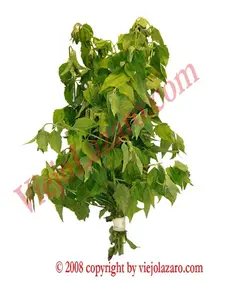 Rompesaraguey Herbs