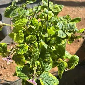 Plectranthus Guacamole 6 inch pot Succulent