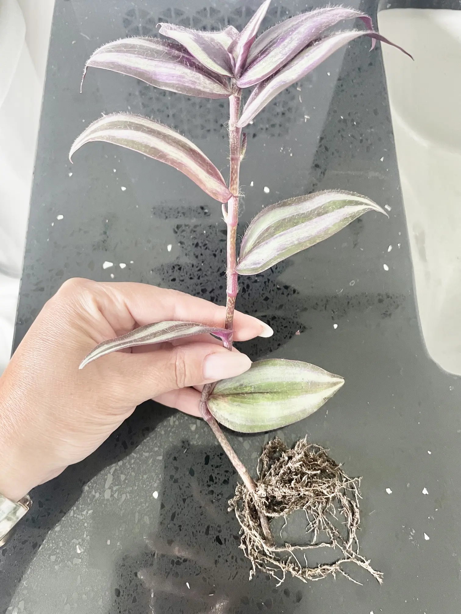 LIVE PLANT Wandering Jew Tradescantia Zebrina Rooted Cutting