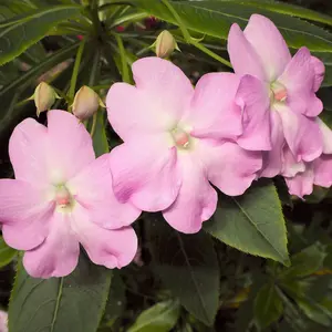 Impatiens SunPatiens® Compact Pink Flash - 2.5" Pot / Box of 4.
