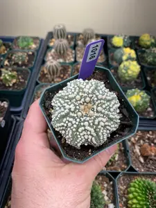 Astrophytum Asterias cv. Hanazono Cactus - 1016