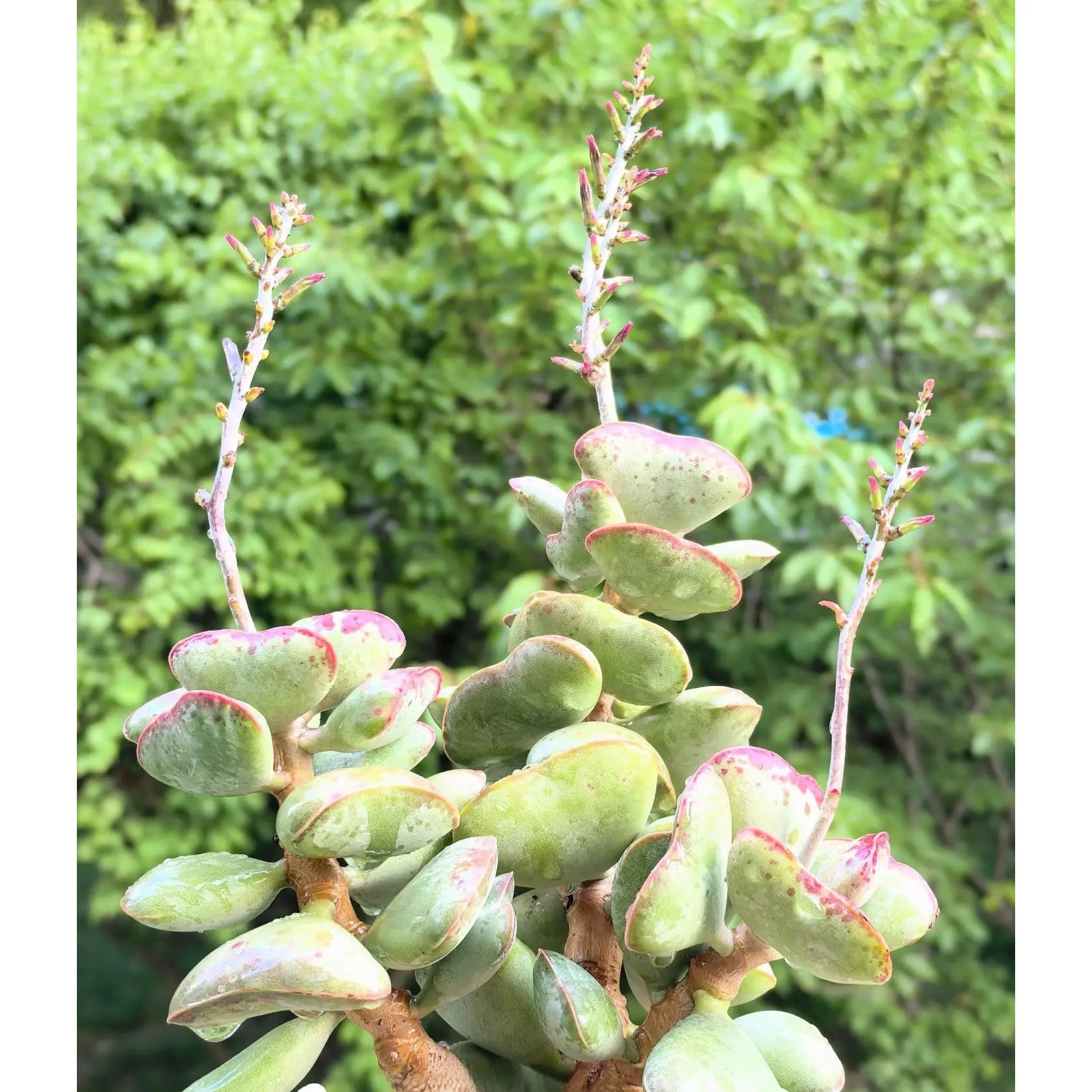 2"Live Succulent (Calico Hearts)