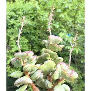 2"Live Succulent (Calico Hearts)