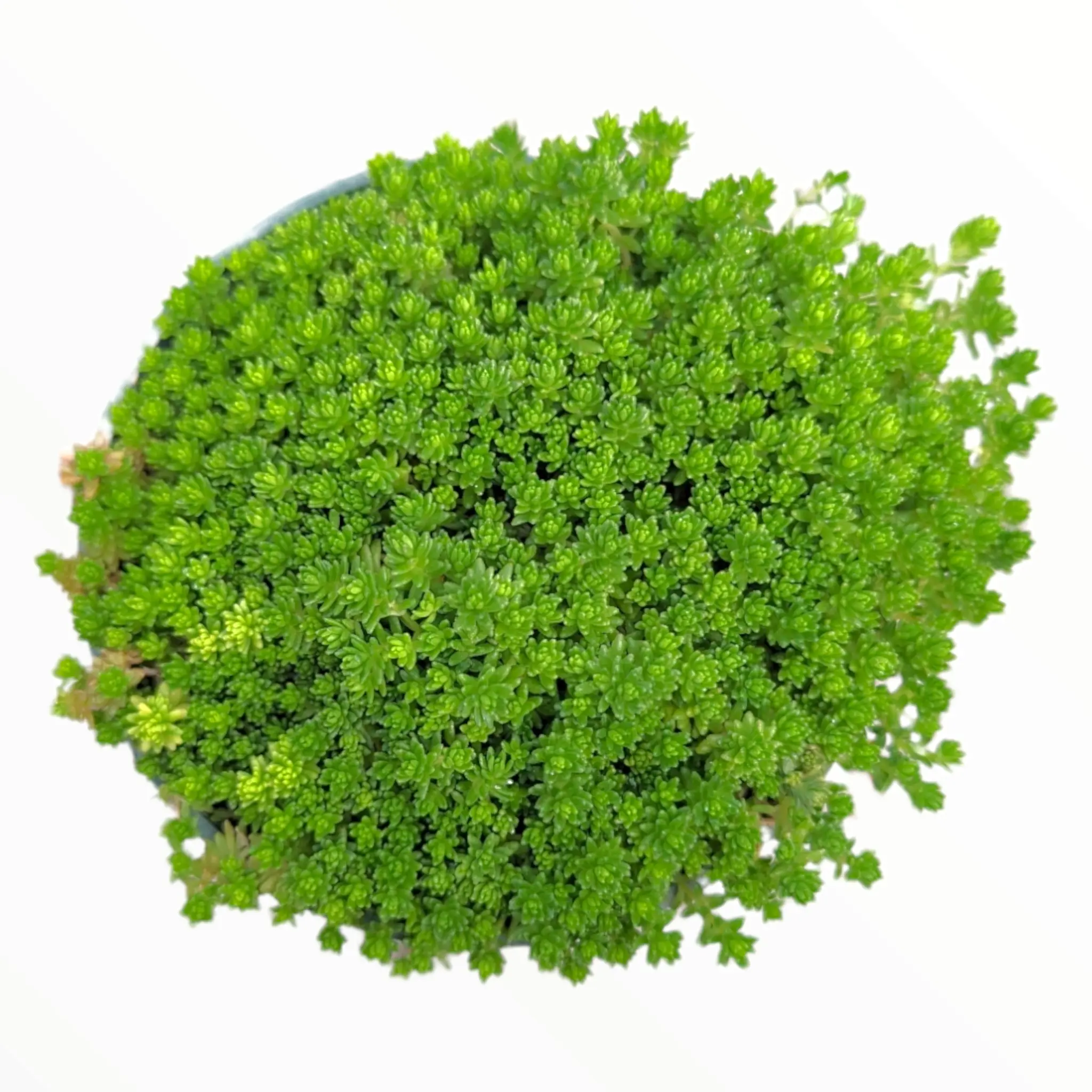 Sedum acre Sedum acre