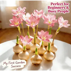 Rain Flower Stems - Hardy Perennial Flowers for Outdoor Gardens, Patios and Balconies