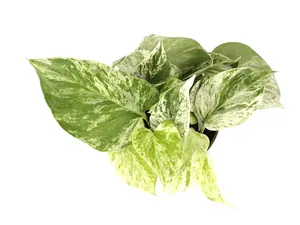Pothos Marble Queen 4” Potted Live Plant - Epipremnum Aureum - Rare Variegated Houseplant - Marbled Foliage - Tropical Gift - Unique Indoor Plant - Cream & Green Leaves - Low Maintenance - Vining Greenery - Heart Shaped Leaves