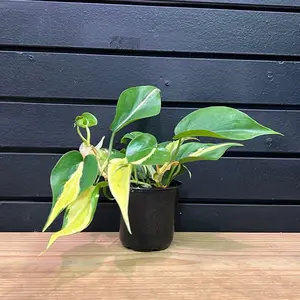 PHILODENDRON, Silver Stripe 4 inch Plant