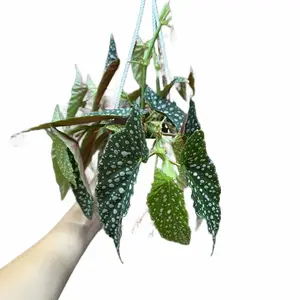 Begonia ‘White Ice’ 4.5”  Potted Live Plant - Angel Wing Begonia - Cane Begonia - Polka Dot Foliage - Silver Spots - Tropical Houseplant - Dark Green Leaves - White Flowers - Easy Care - Unique Indoor Climbing Shrub - Statement Foliage - Hardy, Easy Care
