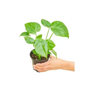 Monstera Swiss Cheese Plant, Small