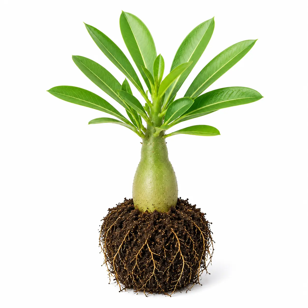 Beginner-Friendly Desert Rose (Adenium Obesum) Live Plant Seedlings, Low Maintenance Blooming Succulent, Beautiful Flowering Bonsai for Home Decor