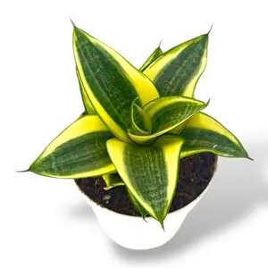 Golden Hahnii, Snake Plant, 4 Inch, Live Plant