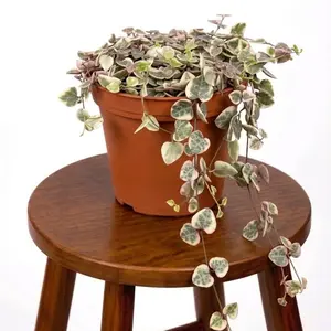 6” Variegated String of Hearts, Pet Friendly, Chain of Hearts, Ceropegia Linearis