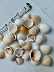 Florida Bittersweet Clams Sea Shells, 30 count real seashells, handpicked Decorative
