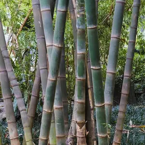 100+ Dendrocalamus Giganteus Seed: Rare Giant Bamboo Heirloom Seeds for Fast Growing Evergreen Garden Delight