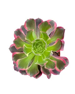 6" Variegated Aeonium – Succulent - Live Plant
