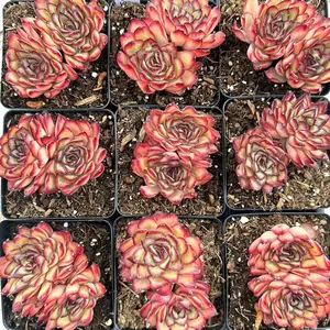 Echeveria 'Graptoveria Rose' Double Head(around 3'')- Bare Root Succulents - Terra Tales