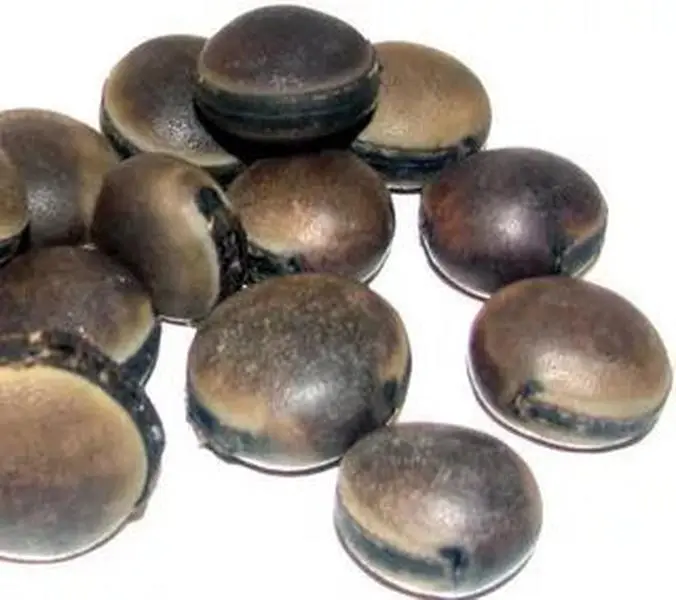 Ox Eye Seed/ Ojo de Buey  (1 unit)