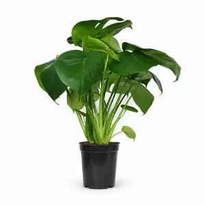 LZ08 /Monstera Deliciosa Live Houseplant in 4 Inch Pot | Tropical Indoor Foliage Plant for Home & Office Decor