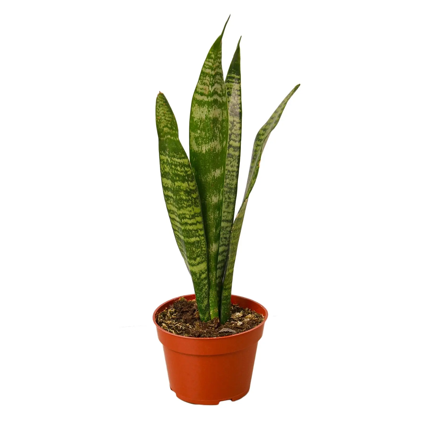 Snake Plant 'Zeylanica',  Sansevieria Trifasciata, Live Houseplant, Indoor Plant