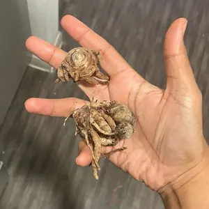 Black Turmeric Rhizomes