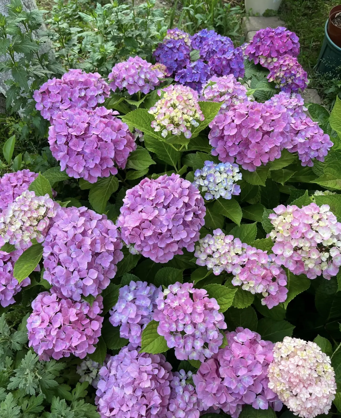 50 seeds, a date with multicolor hydrangeas, adding poetry to life