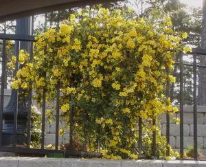 1 Yellow Jasmine plant ~MARGARITA CAROLINA JESSAMINE~ Gelsemium sempervirens~STARTER PLANT in pot 3-5 inches tall