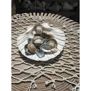 Mixed Limpet Shells Crafting Lot
