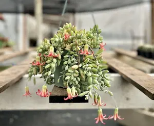 Cotyledon Pendens, Trailing Succulent, Small Live Plant in 2", 4", 6" pot