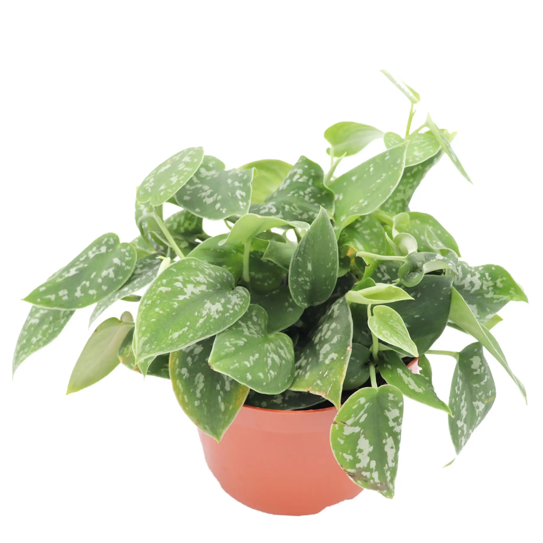 Satin Pothos Scindapsus Pictus Argyraeus - 6'' from California Tropicals Decor Decorative Plant