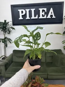 Monstera adansonii – 5" Swiss Cheese Vine, Fast-Growing Trailing or Climbing Houseplant