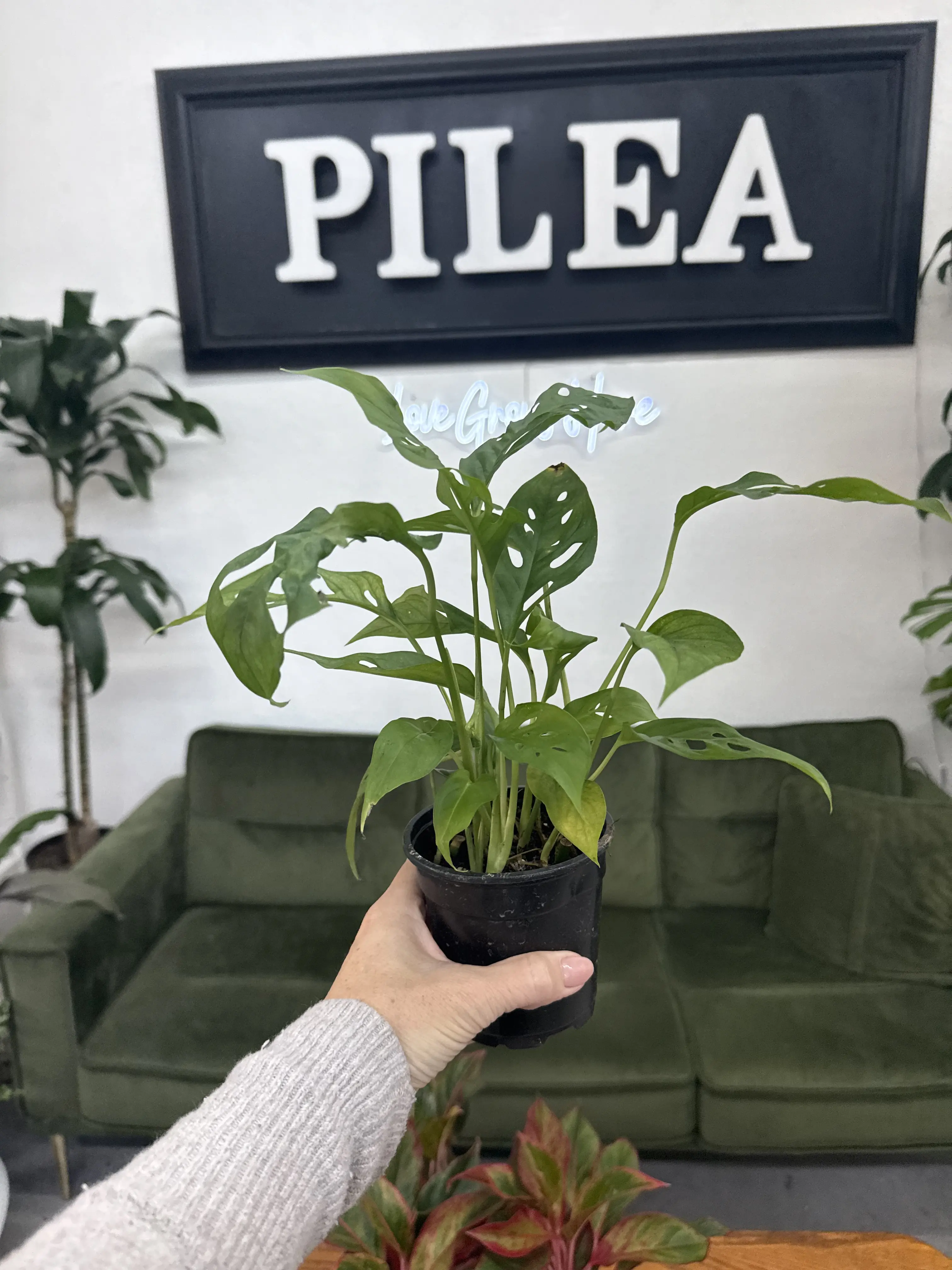 Monstera adansonii – 5" Swiss Cheese Vine, Fast-Growing Trailing or Climbing Houseplant
