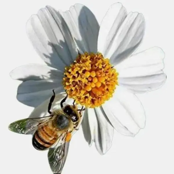Spanish Needles Bidens pilosa alba Perennial Flower Honey Bee Nectar 4" Plant