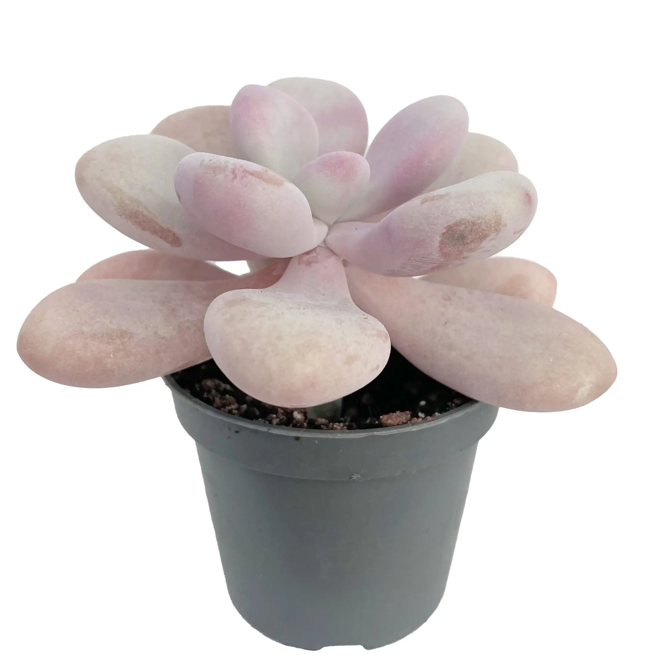 Live Pink Moonstone Plant - Pachyphytum Oviferum Plant - Pink Succulent Plant - 2 Inch Pot