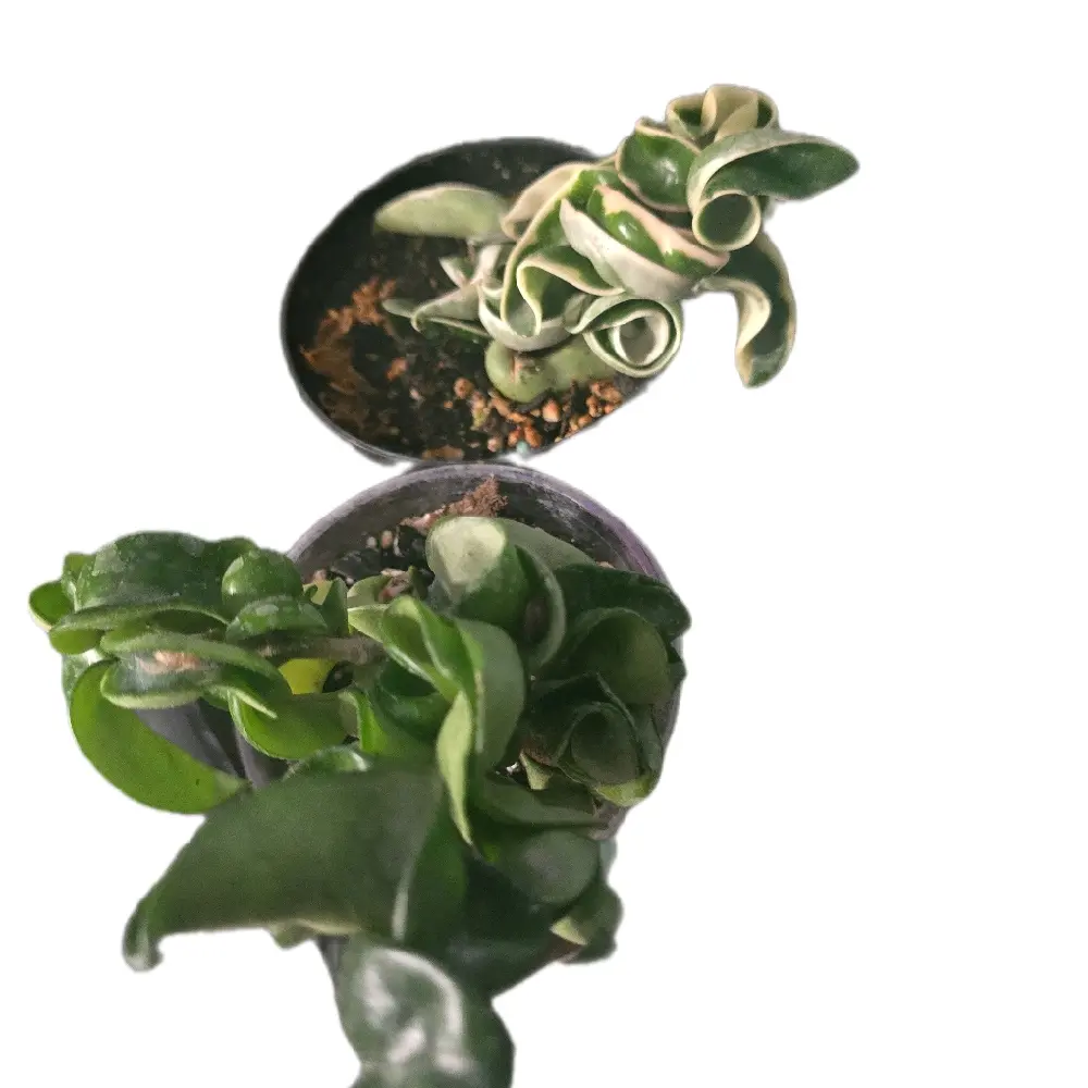 Hoya