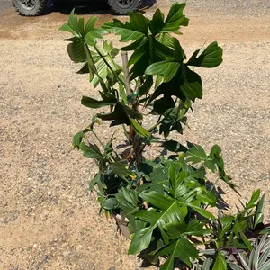 Florida Green Totem- GladHands, 10 inch pot