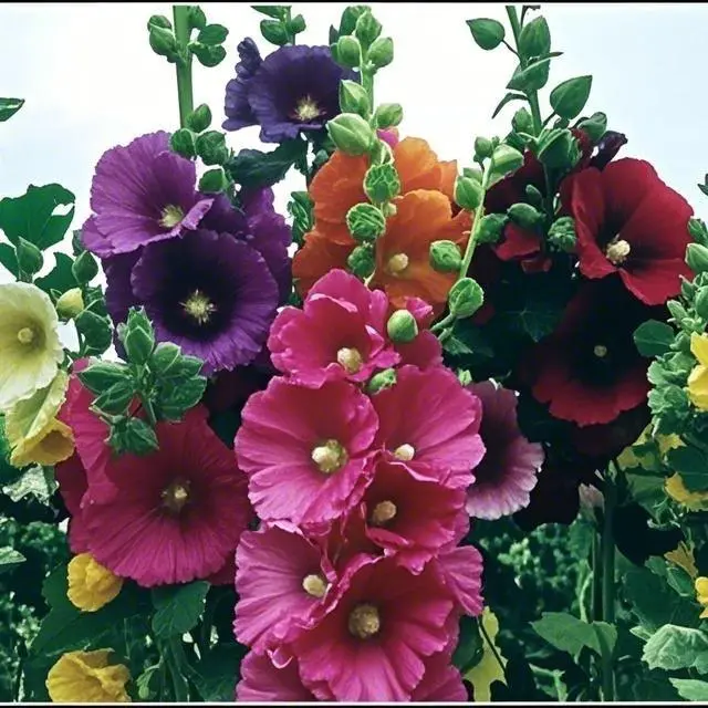 [Promise: Germinate or Refund]500PCS+ Hollyhock Seeds – Colorful Tall Blooms, Heirloom & Non-GMO, Perfect for Fences, Borders & Cottage Gardens