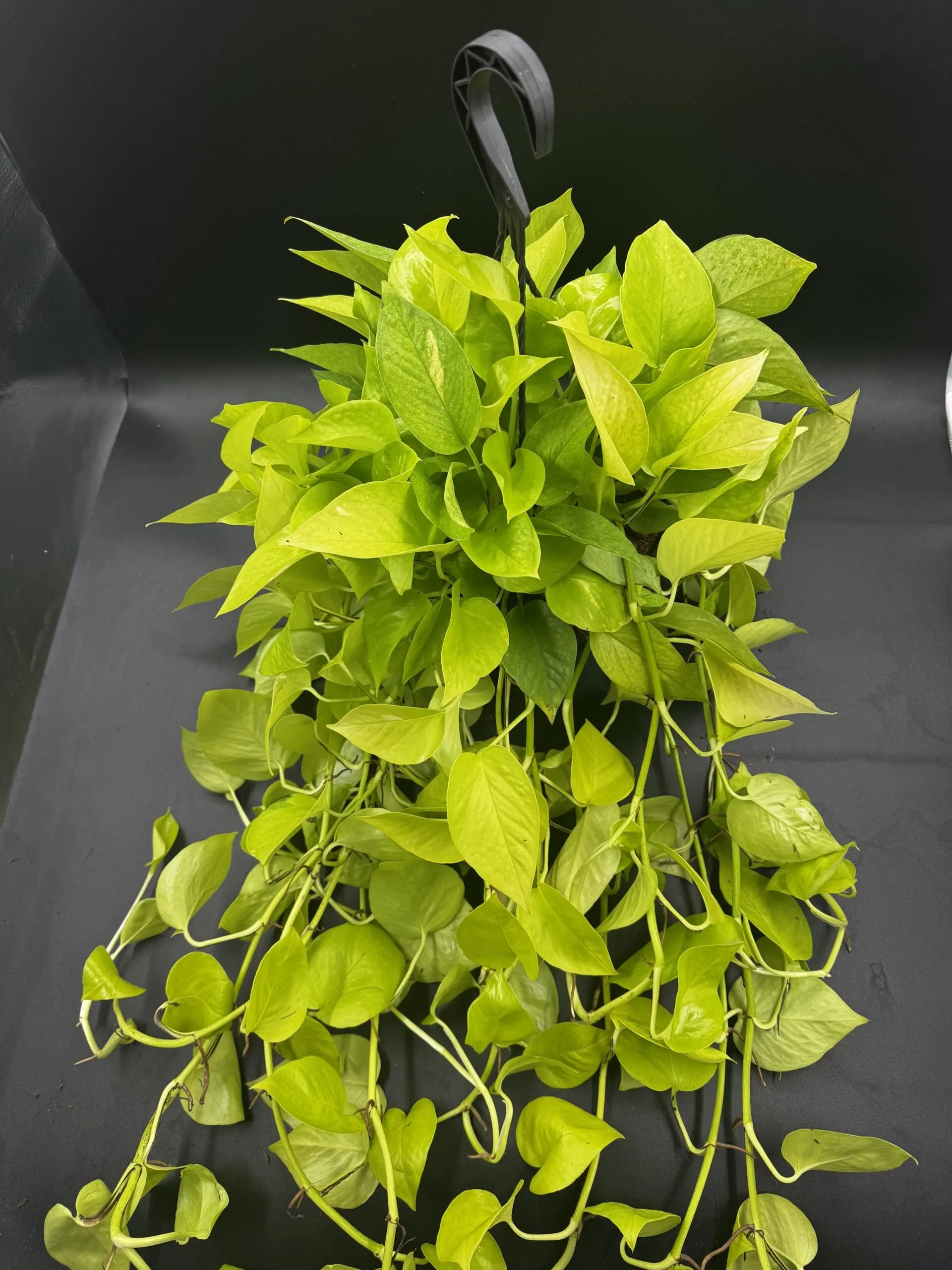 Pothos Neon