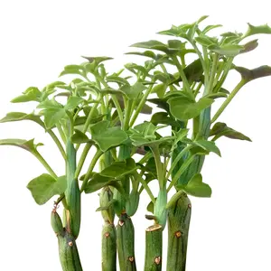SENECIO Articulatus Candle Plant