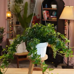 Green Ivy - 6” Pot