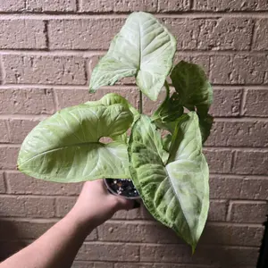 syngonium white butterfly