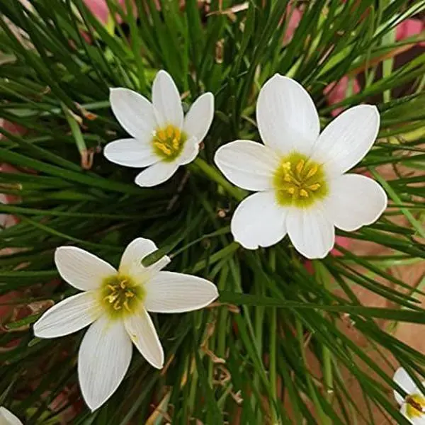 3PC Rain Lily Flower Bulbs - Heat-Tolerant, Low-Maintenance Garden Bulbs for Yard Landscaping & Container Planting